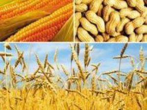 农副产品 连接土地与餐桌的自然馈赠