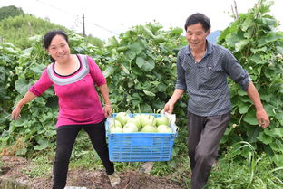 农副产品合作社 打通产销链条，绘就乡村共富新画卷